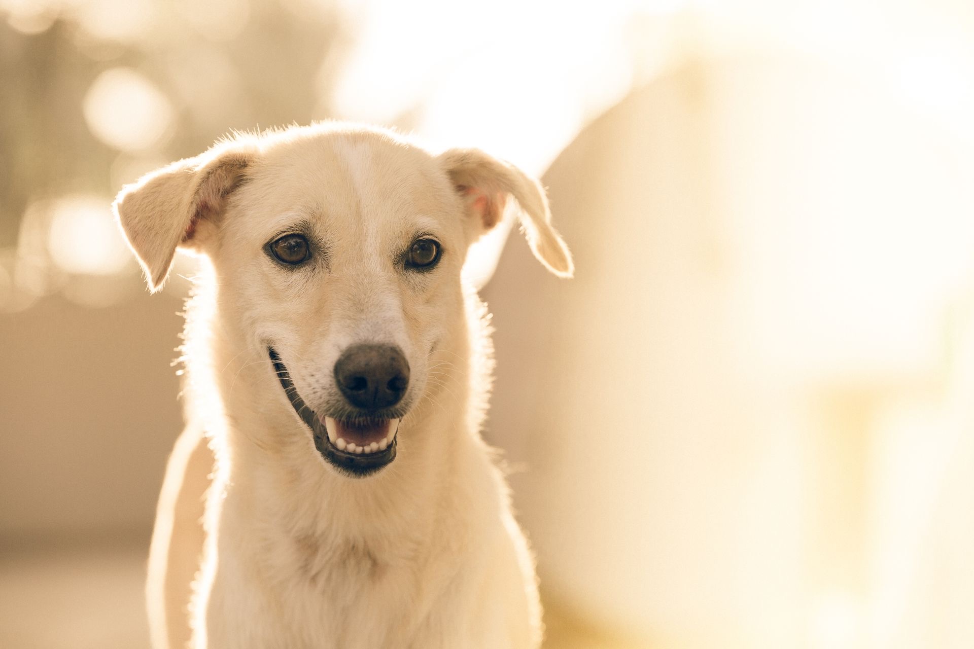 Cartão Hermes Rocha para Cães