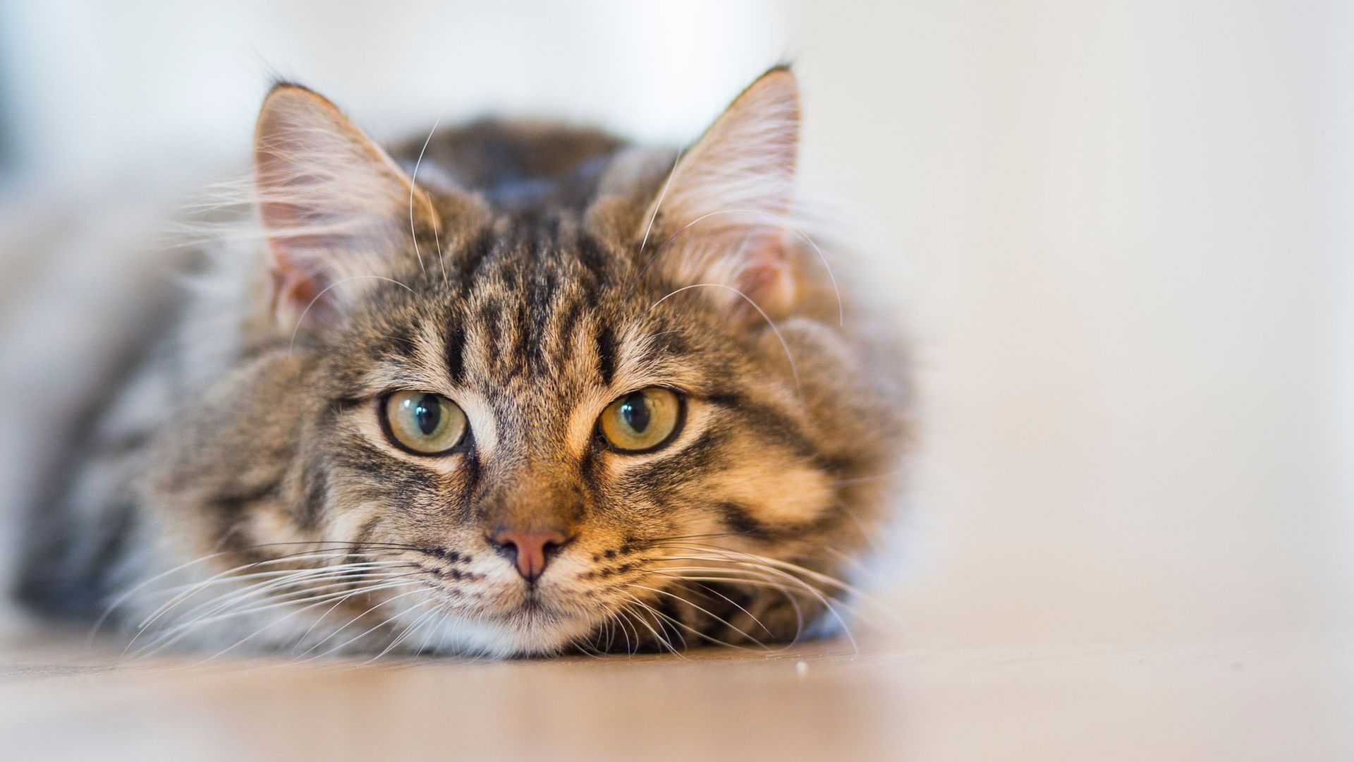 Cartão Hermes Rocha para Gatos